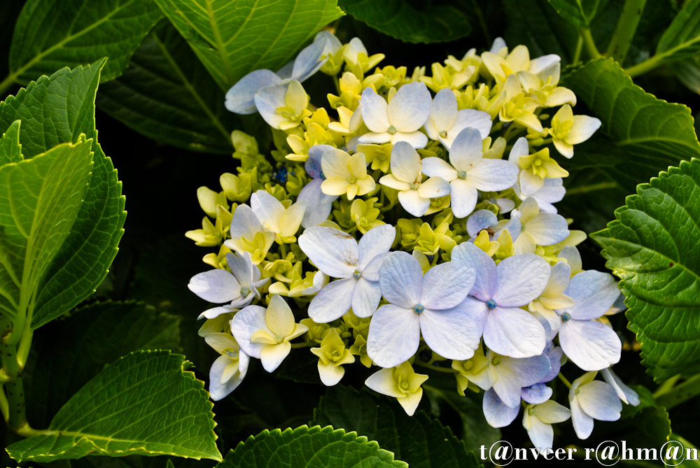 Hydrangeas - Seasonal Beautiful Flowers of Darjeeling