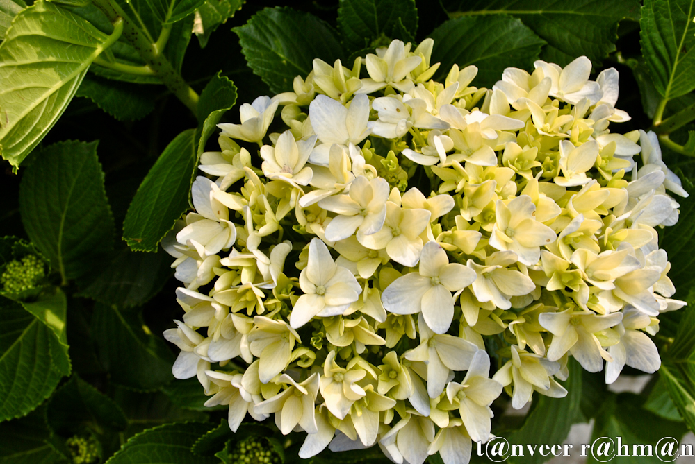 Hydrangeas - Seasonal Beautiful Flowers of Darjeeling