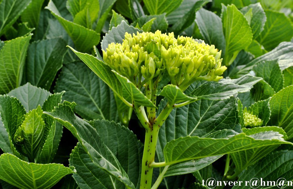 Hydrangeas - Seasonal Beautiful Flowers of Darjeeling