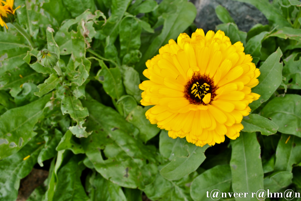 Gerber daisy - Seasonal Beautiful Flowers of Darjeeling