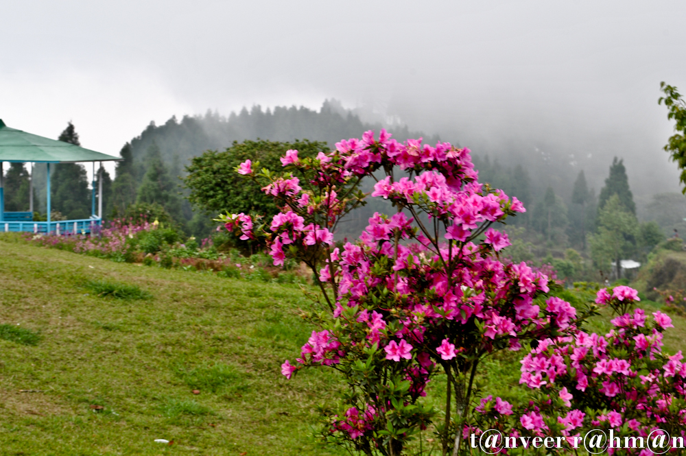 Crimson azaleas - Seasonal Beautiful Flowers of Darjeeling