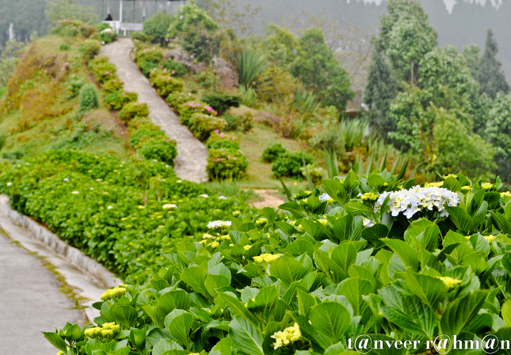 Hydrangeas - Seasonal Beautiful Flowers of Darjeeling