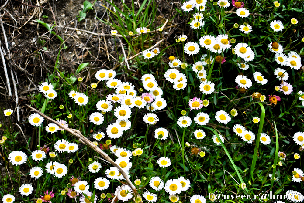 Daisies - Seasonal Beautiful Flowers of Darjeeling