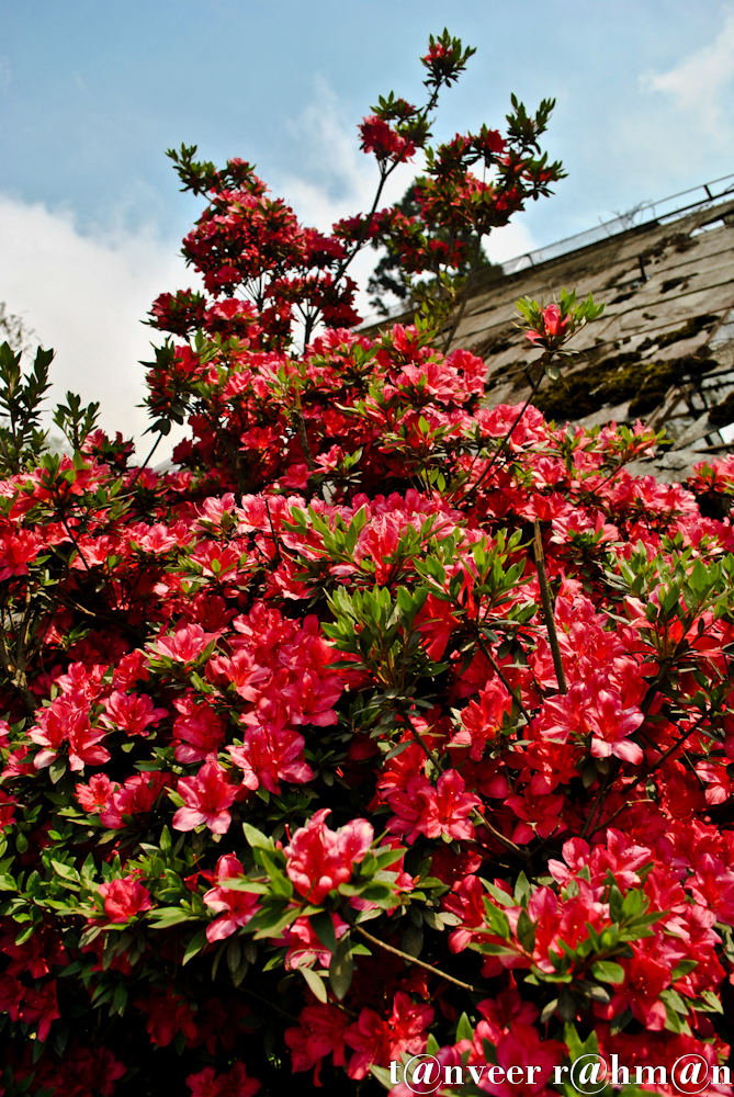 Red Azaleas - Seasonal Beautiful Flowers of Darjeeling