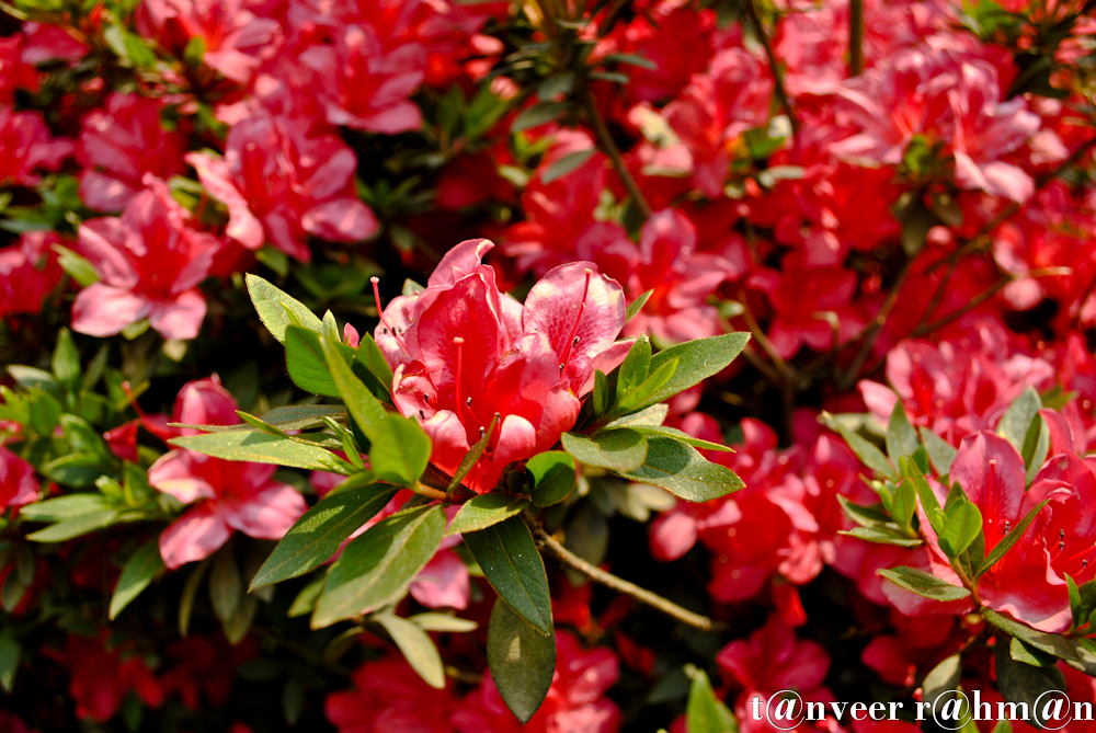 Red Azaleas - Seasonal Beautiful Flowers of Darjeeling