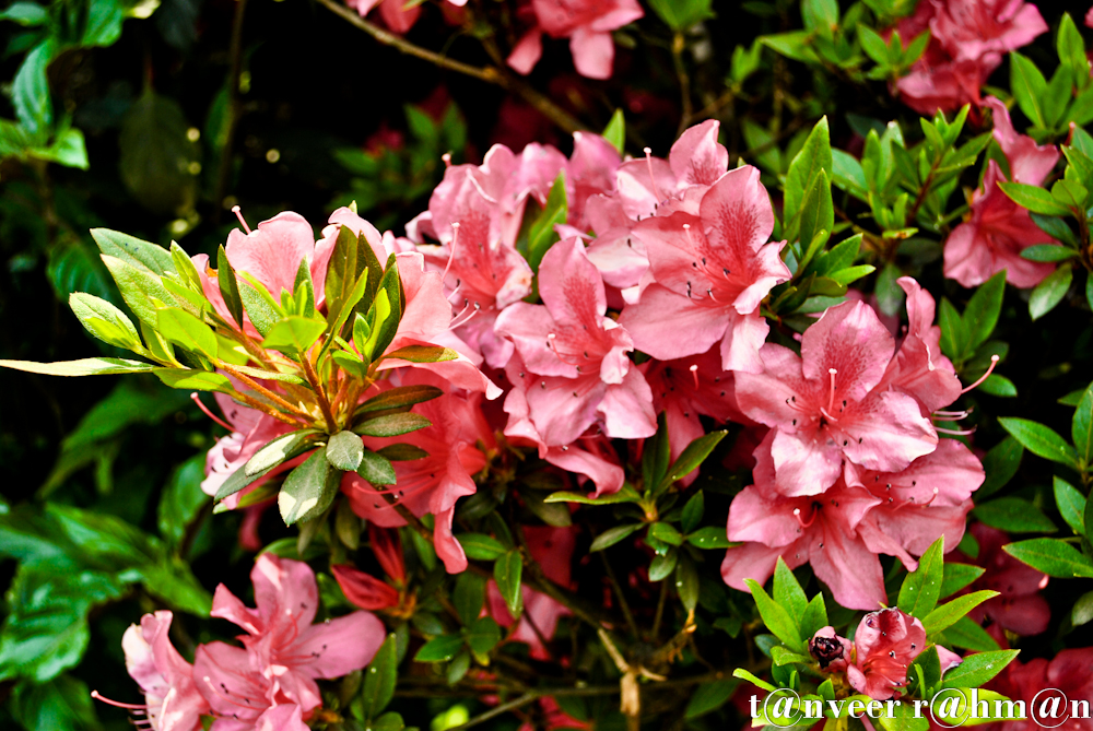 Pink Azaleas - Seasonal Beautiful Flowers of Darjeeling
