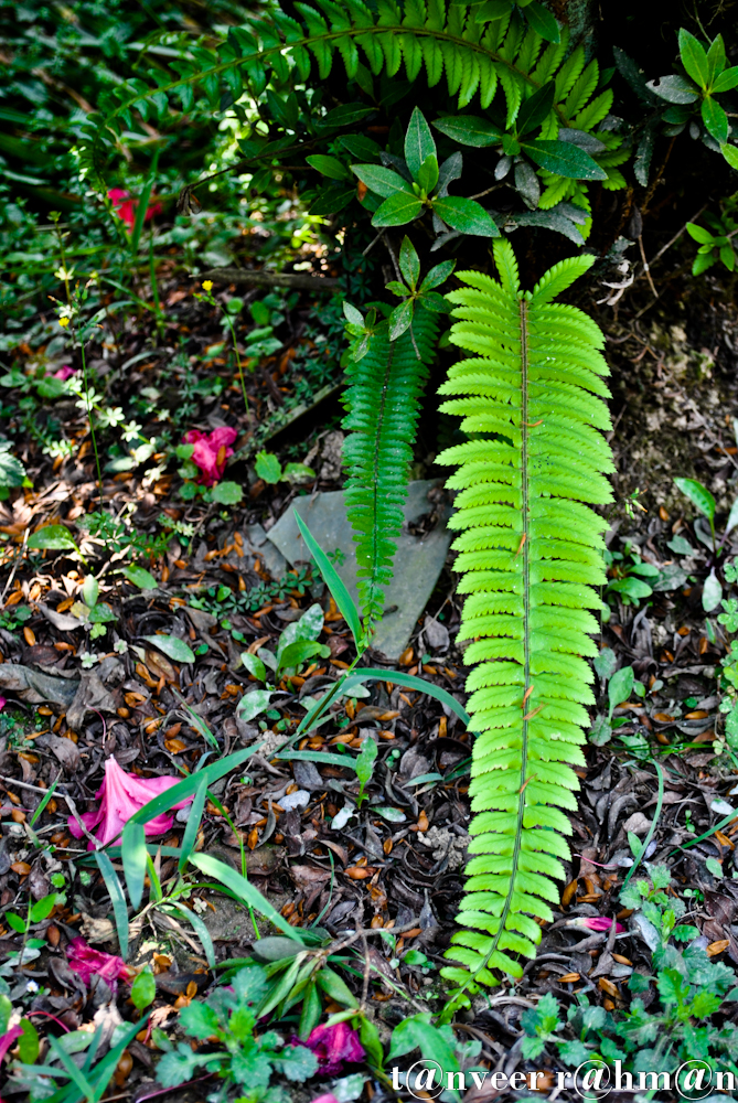 Ferns growing in the shade of azalea bush - Seasonal Beautiful Flowers of Darjeeling