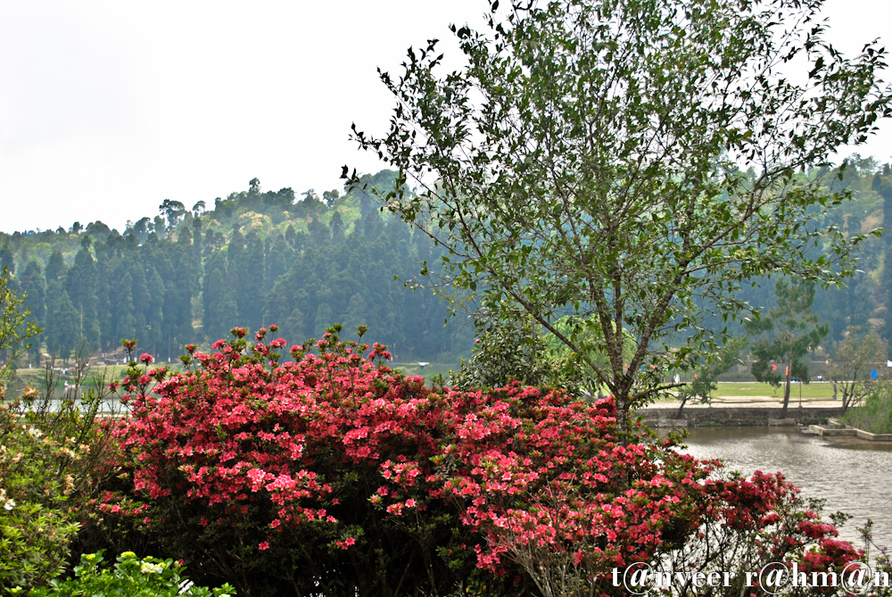 Red Azaleas - Seasonal Beautiful Flowers of Darjeeling