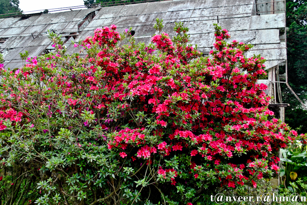 Crimson azaleas - Seasonal Beautiful Flowers of Darjeeling
