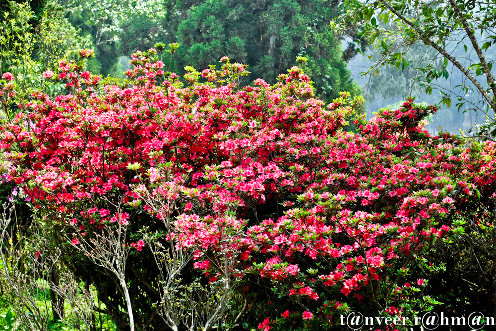 Red Azaleas - Seasonal Beautiful Flowers of Darjeeling
