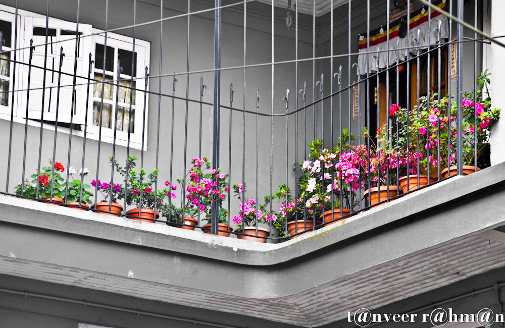 Different color azaleas in the flower pots, red, pink, crimson etc. Except the 2 fower pots on left have red & white geraniums