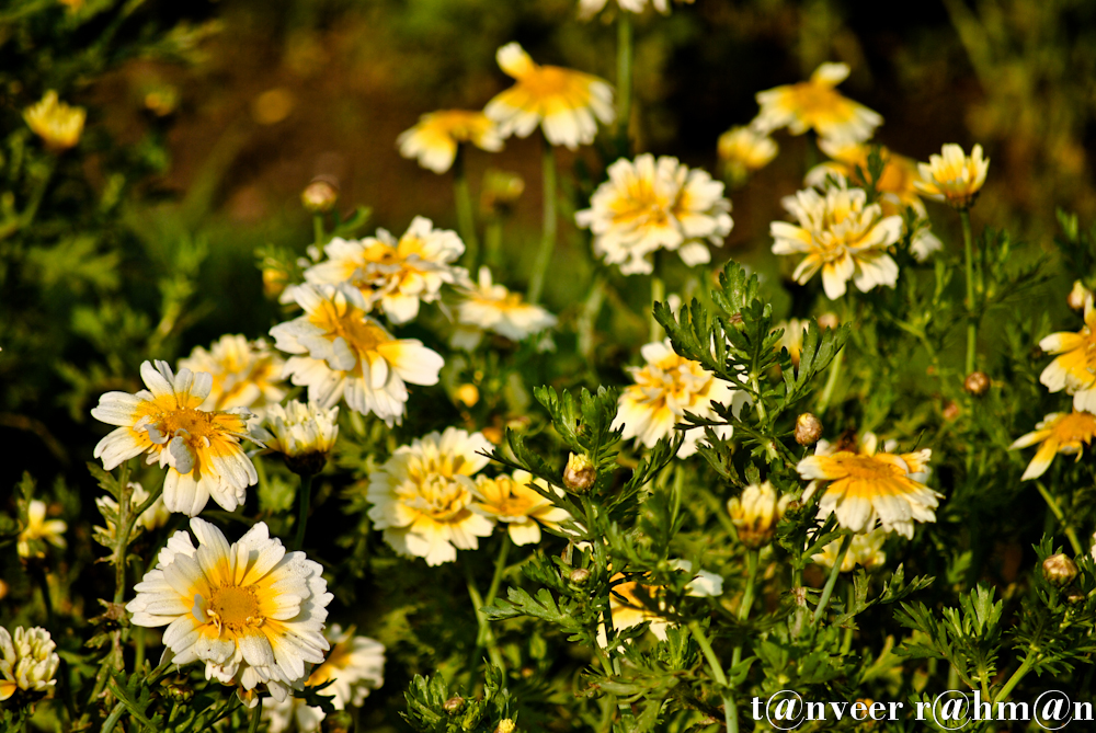 Marigolds - Seasonal Beautiful Flowers of Darjeeling