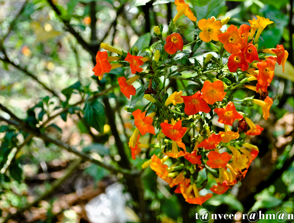 Unknown Flower - Seasonal Beautiful Flowers of Darjeeling