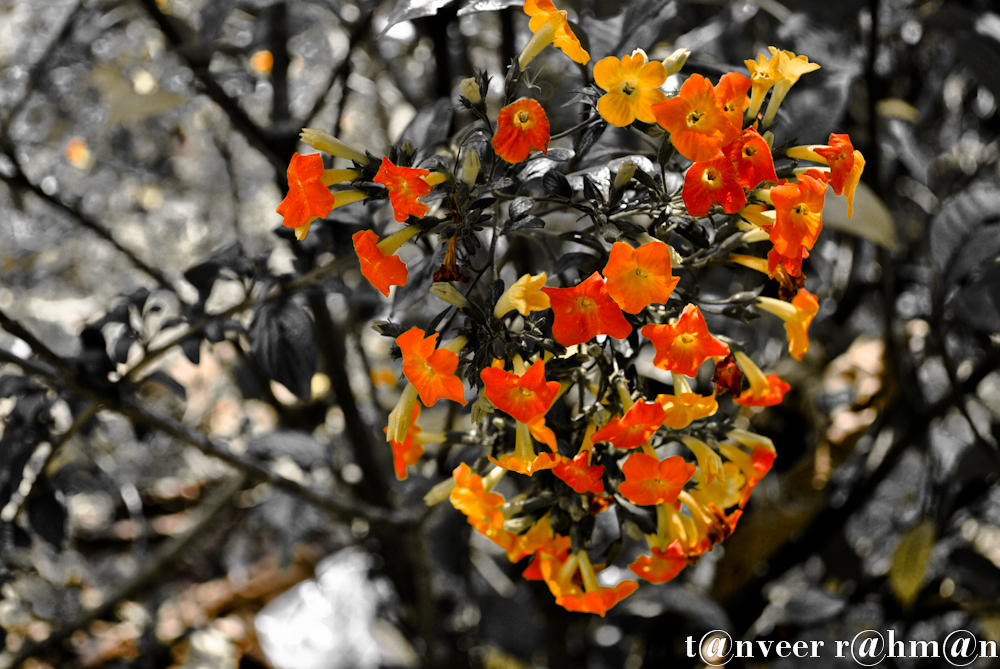 Unknown Flower - Seasonal Beautiful Flowers of Darjeeling