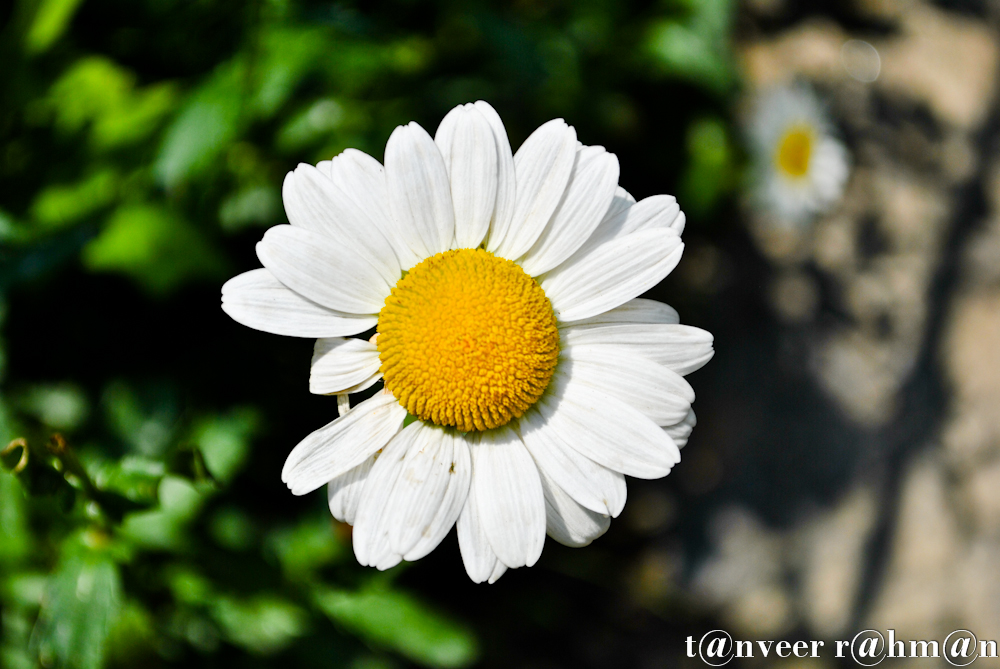 Daisy - Seasonal Beautiful Flowers of Darjeeling