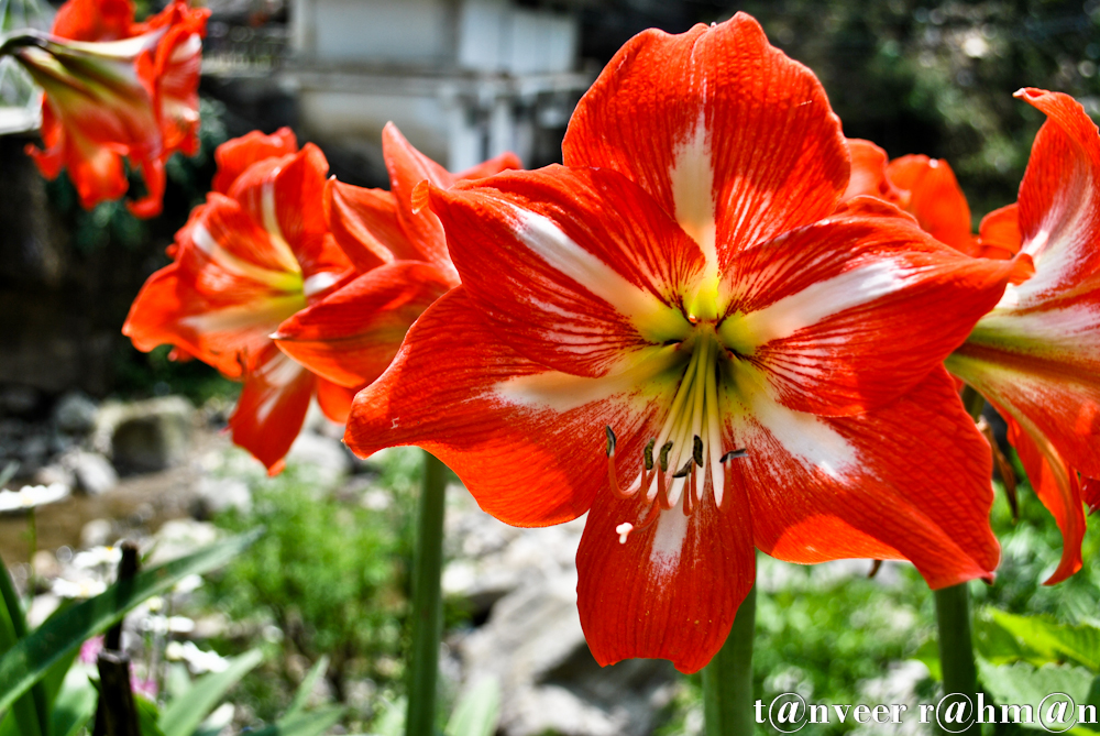 Amaryllis - Seasonal Beautiful Flowers of Darjeeling