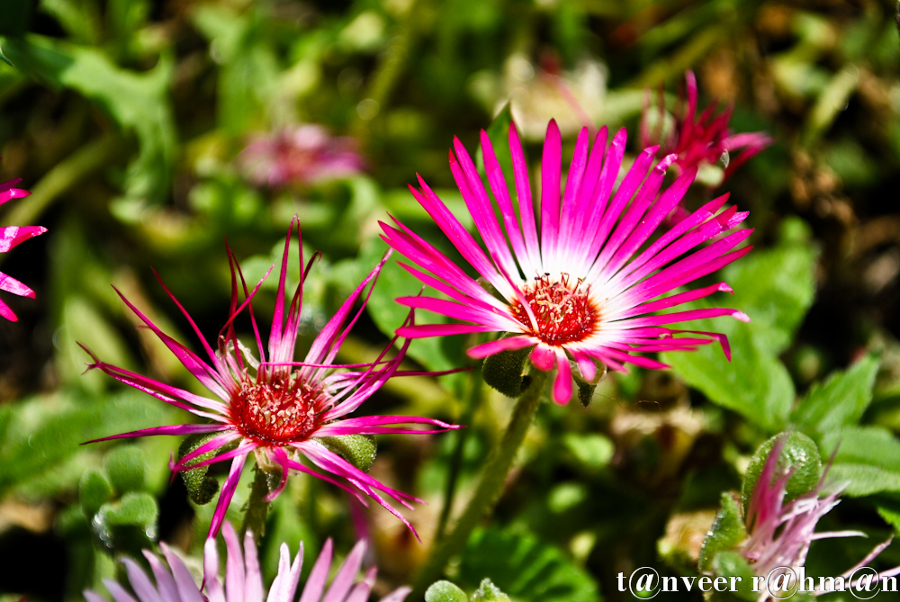 Shasta daisy - Seasonal Beautiful Flowers of Darjeeling