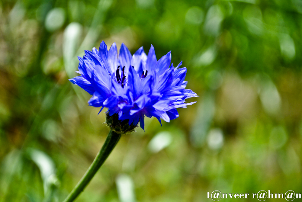 Classic Cornflower Blue - Seasonal Beautiful Flowers of Darjeeling