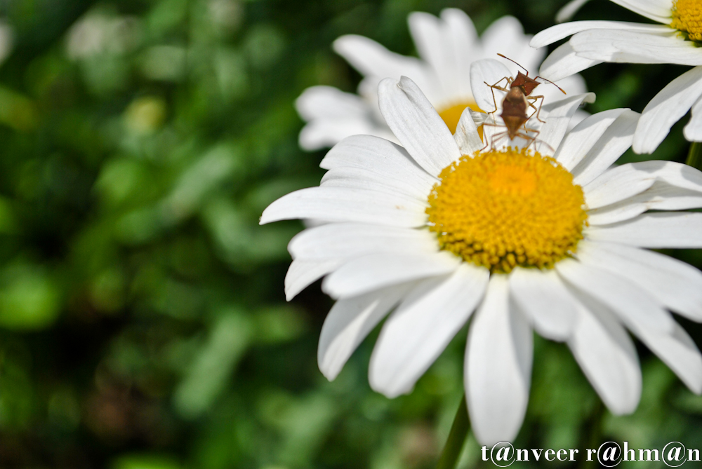 Daisy - Seasonal Beautiful Flowers of Darjeeling