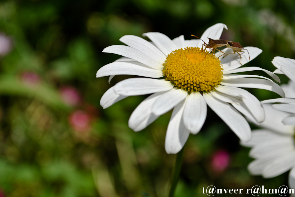 Daisy - Seasonal Beautiful Flowers of Darjeeling