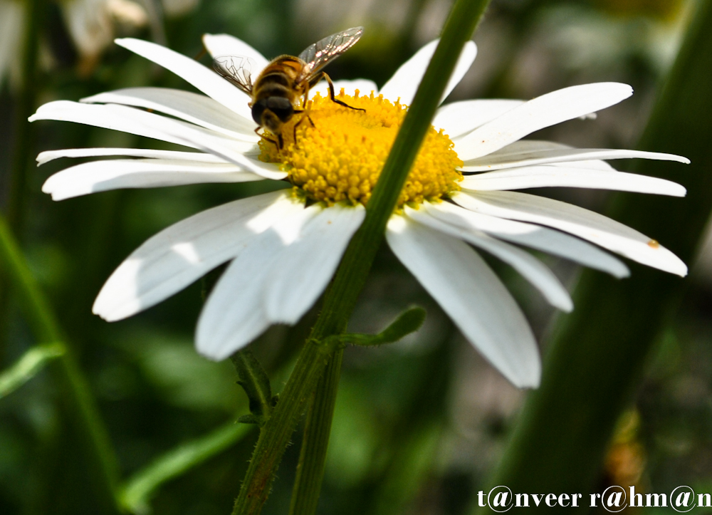Daisy - Seasonal Beautiful Flowers of Darjeeling