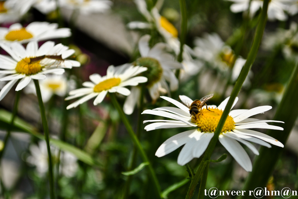 Daisy - Seasonal Beautiful Flowers of Darjeeling
