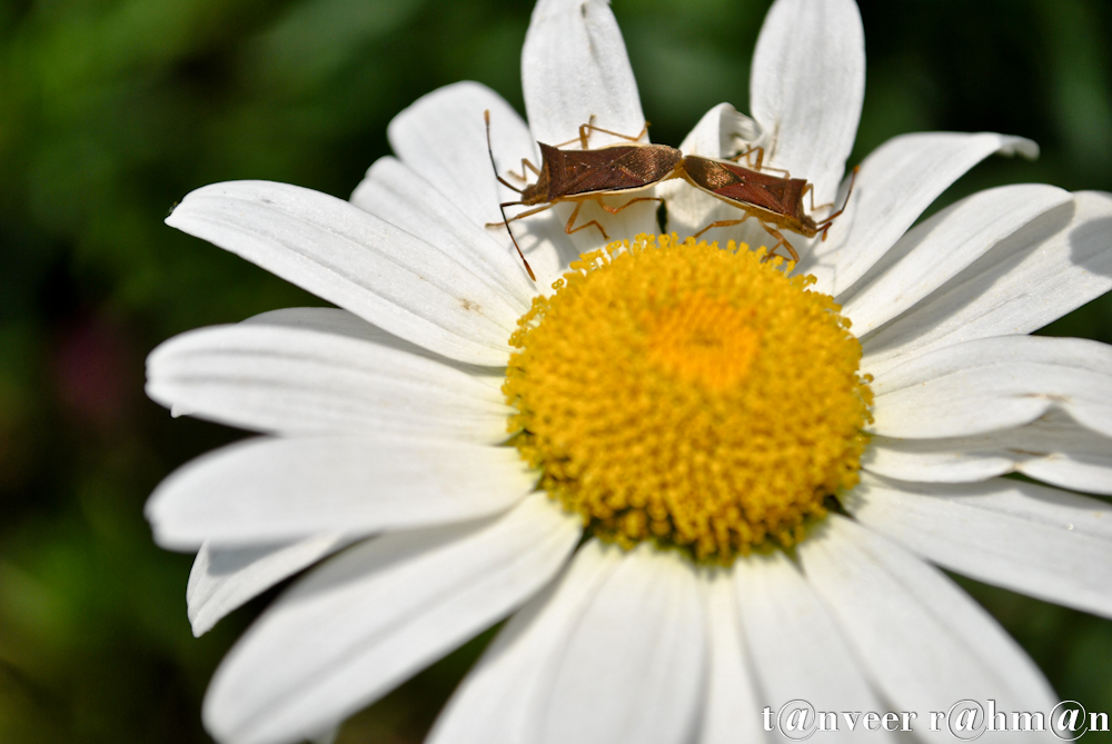 Daisy - Seasonal Beautiful Flowers of Darjeeling
