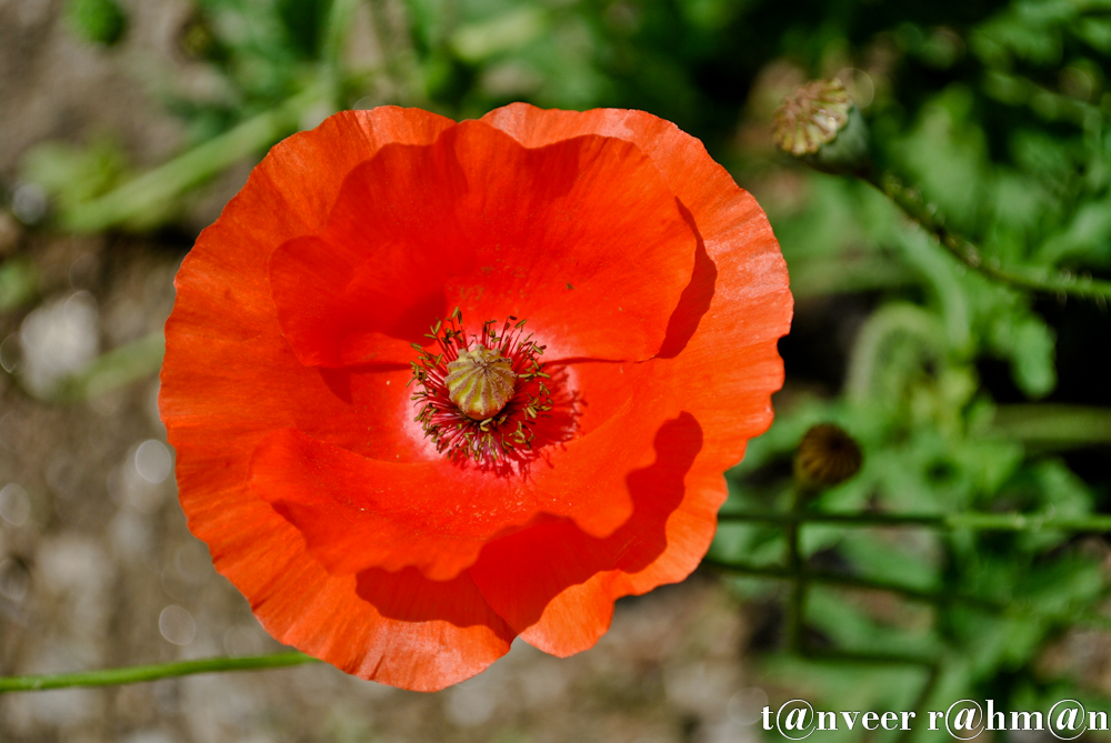 Oriental poppy - Seasonal Beautiful Flowers of Darjeeling