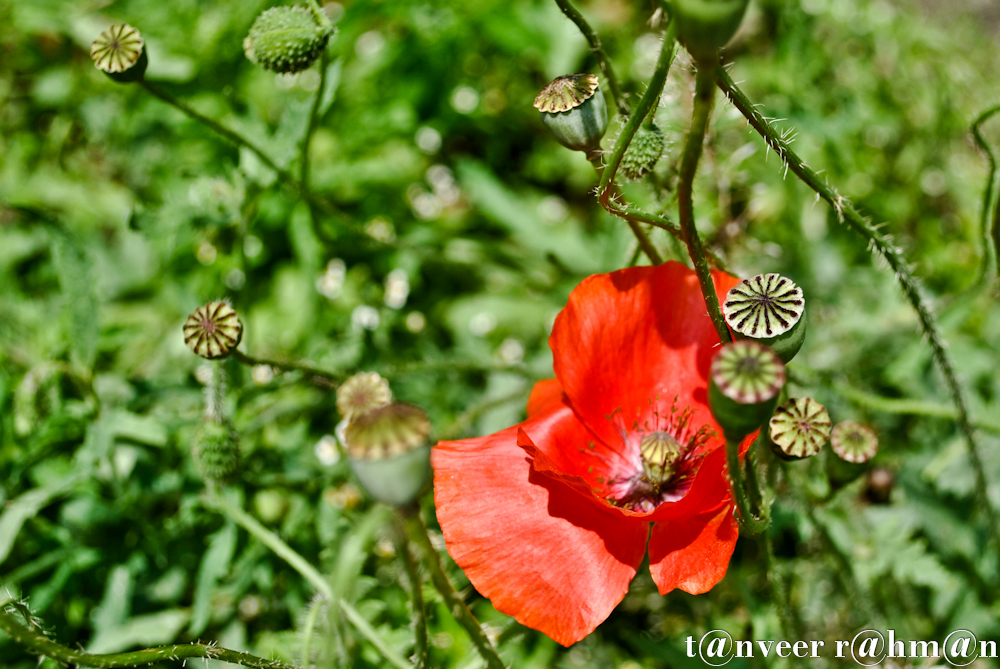 Oriental poppy - Seasonal Beautiful Flowers of Darjeeling