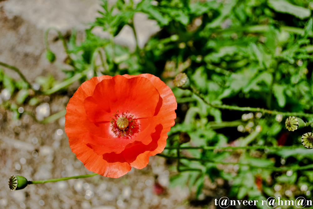 Oriental poppy - Seasonal Beautiful Flowers of Darjeeling