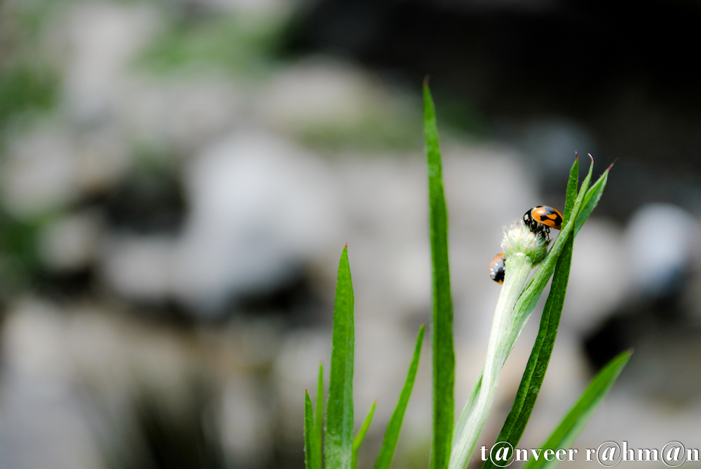 Lady bug on a flower bud - Seasonal Beautiful Flowers of Darjeeling