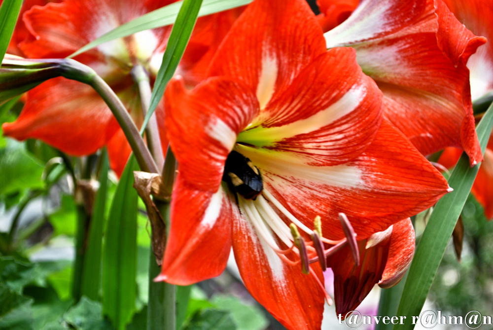 Amaryllis - Seasonal Beautiful Flowers of Darjeeling