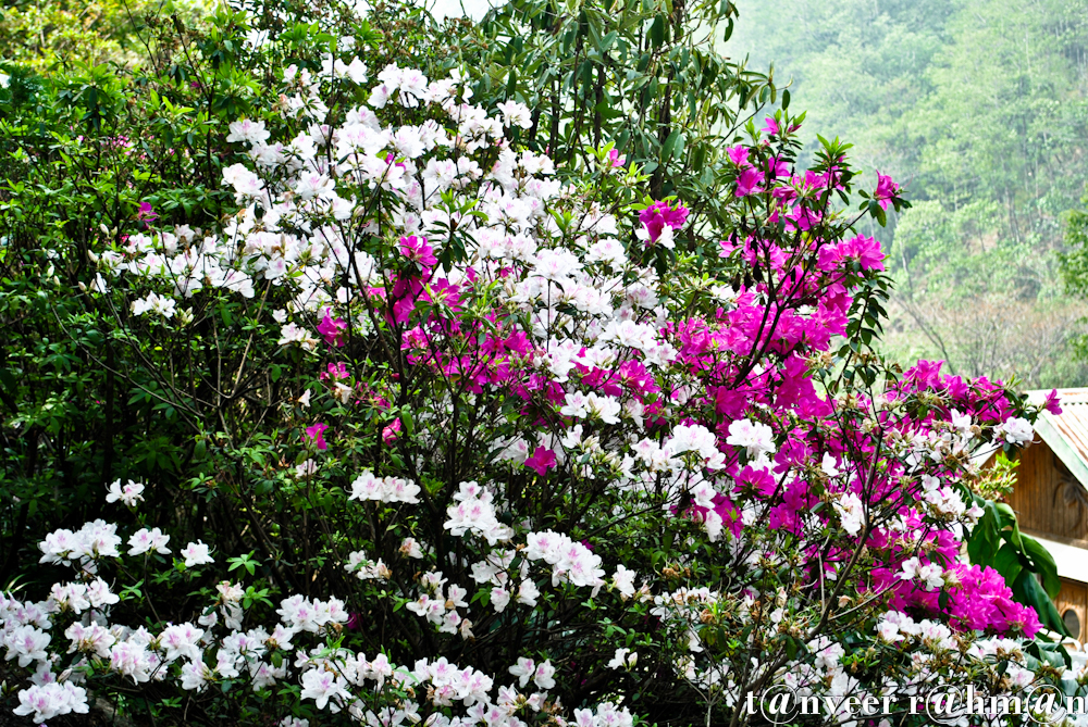 White & crimson azaleas - Seasonal Beautiful Flowers of Darjeeling